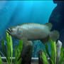 Megaquarium Steam CD Key - Image 2